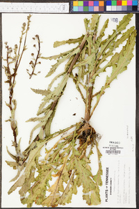 Verbascum blattaria image