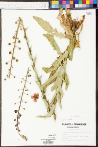 Verbascum blattaria image