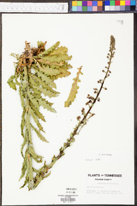 Verbascum blattaria image