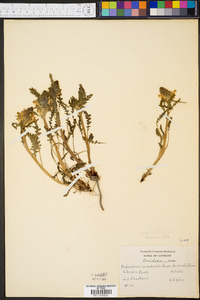 Pedicularis canadensis f. bicolor image