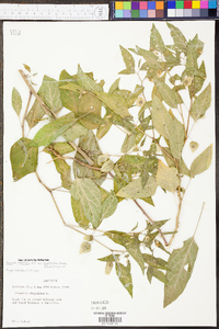 Physalis longifolia image