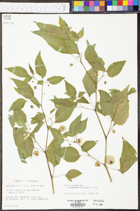 Physalis longifolia image