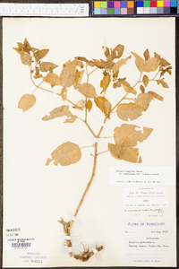 Physalis longifolia image