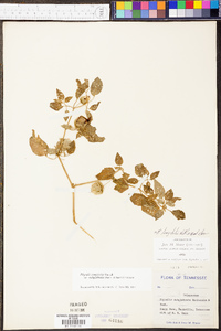 Physalis longifolia image