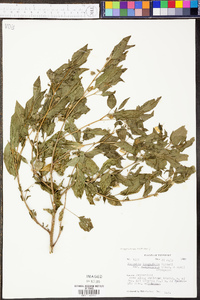 Physalis longifolia image