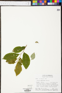 Styrax americanus image