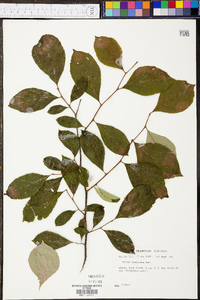 Styrax americanus image