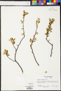 Styrax americanus image