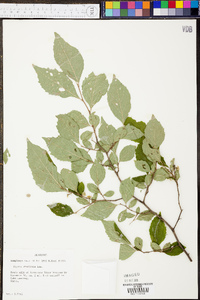 Styrax americanus image