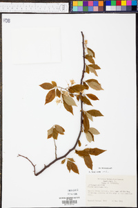 Styrax americanus image