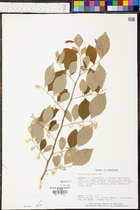 Styrax americanus image