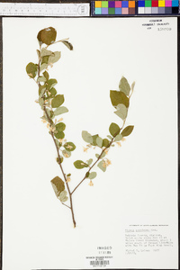 Styrax americanus image