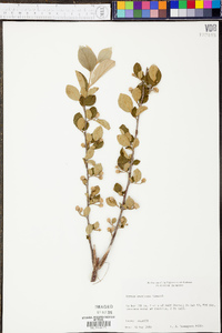 Styrax americanus image