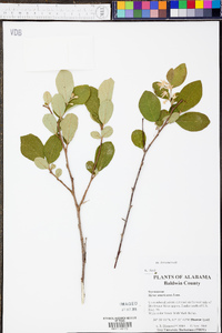 Styrax americanus image