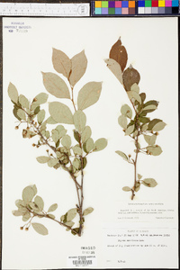 Styrax americanus image