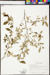 Styrax americanus image