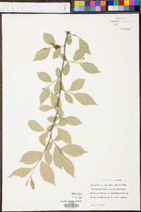 Styrax americanus image