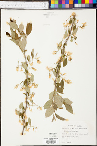 Styrax americanus image