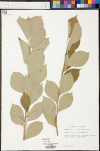 Styrax americanus image