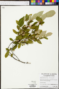 Styrax americanus image