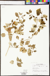 Physalis pubescens image