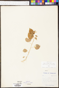 Physalis pubescens image