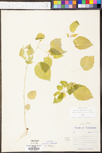 Physalis pubescens image