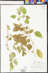 Physalis pubescens image