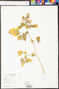 Physalis grisea image