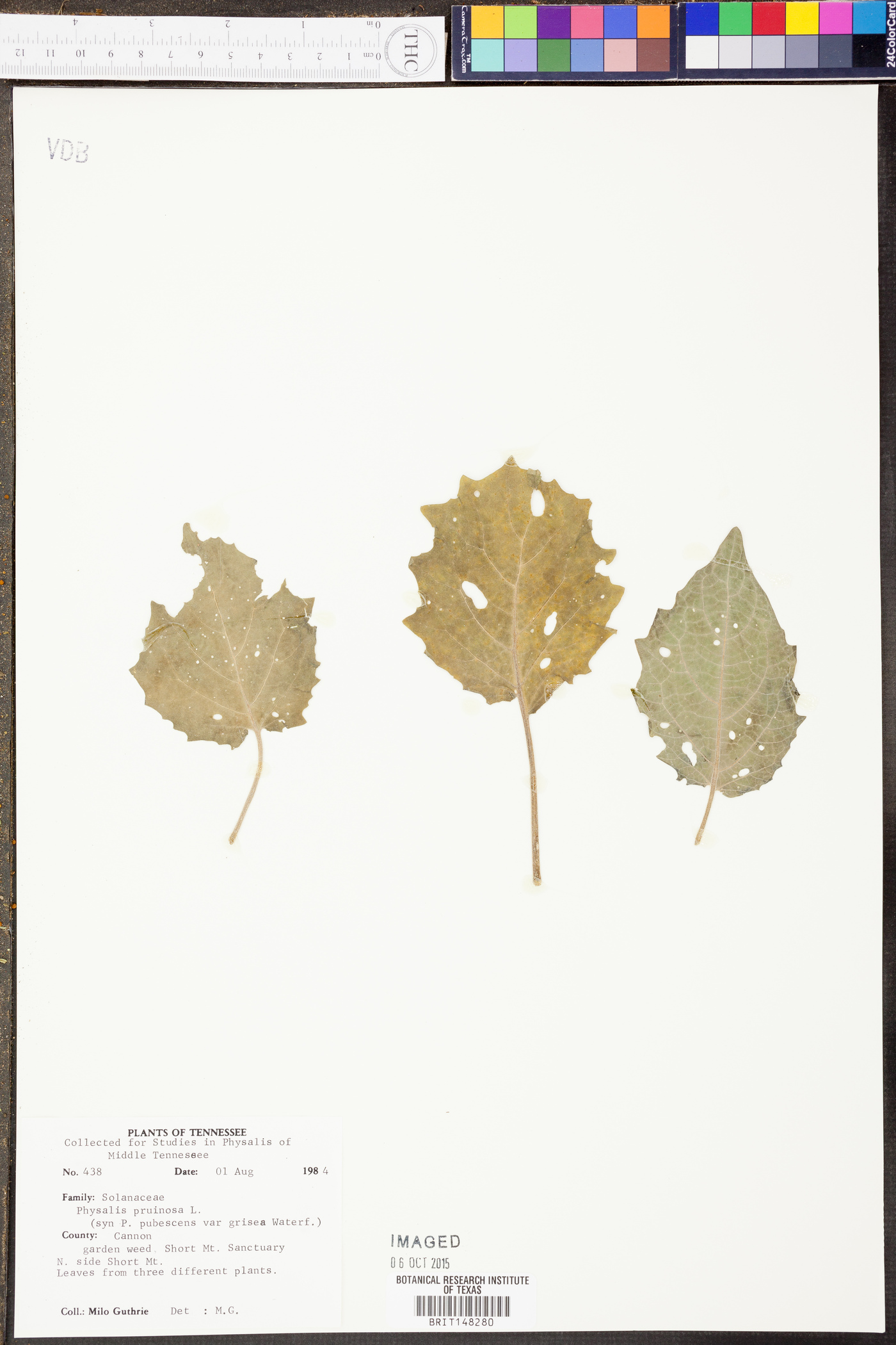 Physalis grisea image