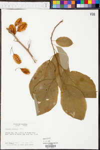 Halesia diptera image