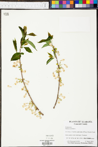 Halesia carolina image