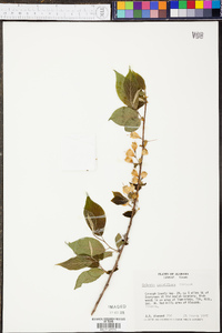 Halesia carolina image