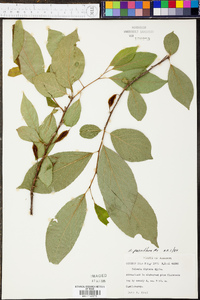 Halesia carolina image