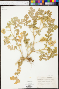 Solanum rostratum image