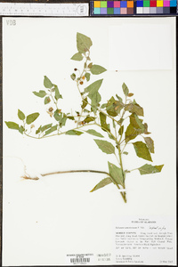 Solanum americanum image