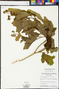 Solanum dimidiatum image