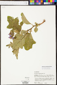 Solanum dimidiatum image