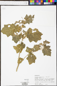 Solanum viarum image