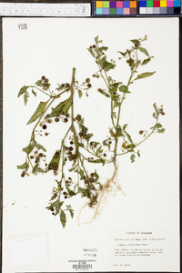 Solanum ptychanthum image