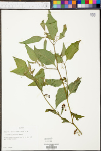 Solanum ptychanthum image