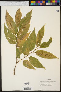 Celtis laevigata image