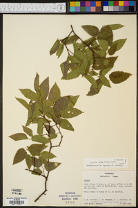 Celtis tenuifolia image