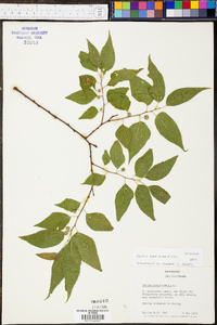 Celtis laevigata image