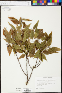 Celtis laevigata image