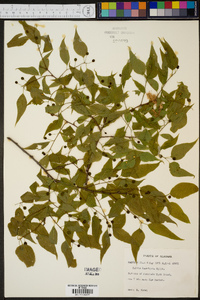 Celtis laevigata image