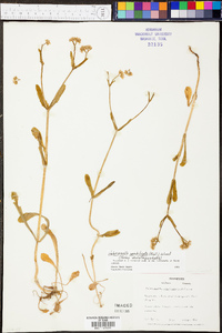 Valerianella umbilicata image