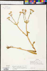 Valerianella umbilicata image