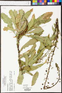 Verbascum blattaria image