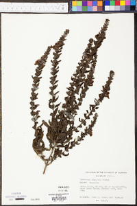 Verbascum virgatum image